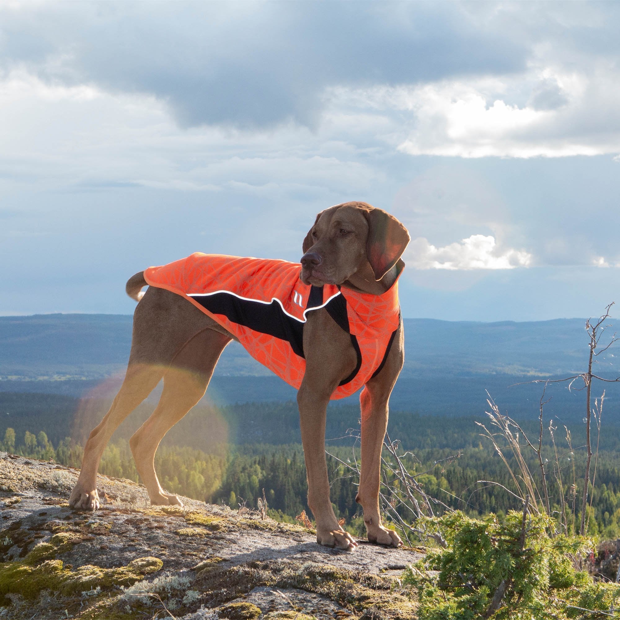 HundtrÃ¶ja Eddie, Orange - Back on Track